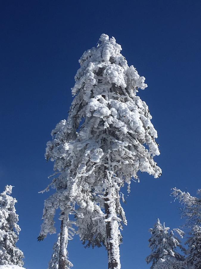 Concordia Harzapart Braunlage Zewnętrze zdjęcie